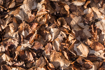 autumn leaves of oakwood and beech trees