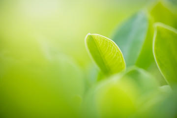 Close up beautiful view of nature green leaves on blurred greenery tree background with sunlight in public garden park. It is landscape ecology and copy space for wallpaper and backdrop.