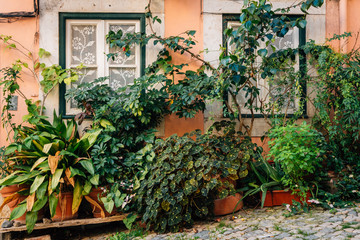 Fototapeta na wymiar Plants outside a house in Alfama, Lisbon, Portugal