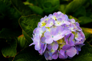 Purple flower on soft blurred background