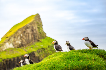 Puffins at the Faroe Islands, wild Europe. Mykines Island