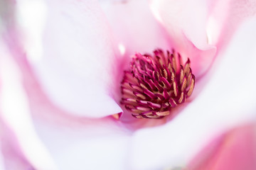 pink magnolia tree