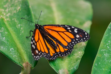 Fototapeta na wymiar Monarch butterfly (Danaus plexippus), with open wings on a green leaf