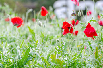 Obraz premium świeży czerwony mak z tłem zielonych liści