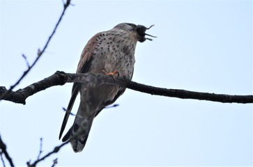 Faucon crécerelle (Falco tinnunculus)