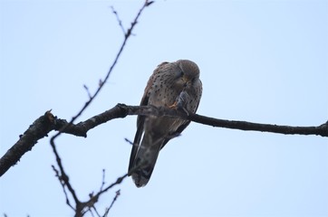 Faucon crécerelle (Falco tinnunculus)
