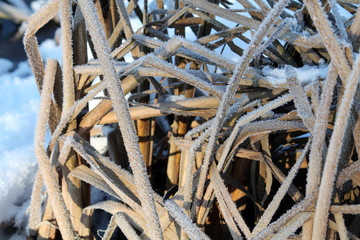 Dry stalks of cattail covered with hoarfrost in winter