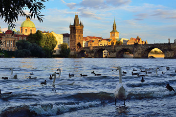 Swans on the Vltava river in Prague in front of Charles Bridge