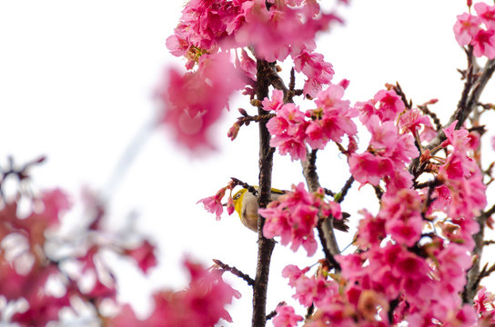Japanese White-eye, Zosterops japonicus on tree branch for eating nectar from pink cherry blossom