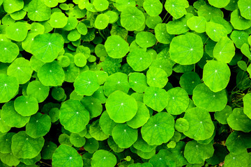 Green leaves background