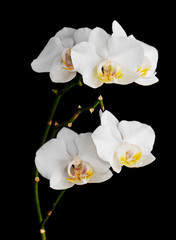 Fototapeta na wymiar Orchids flowers on banch isolated on black background.