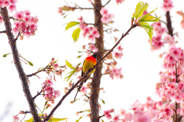 Aethopyga gouldiae on tree branch for eating nectar from pink cherry blossom