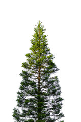 many birds catch on pine tree
