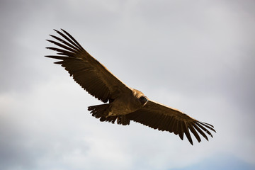 Andean Condor flying over the Colca Canyon in Peru