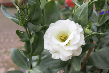 Obraz premium Whites roses in the garden, with selective focus.