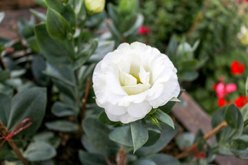 Whites roses in the garden, with selective focus.