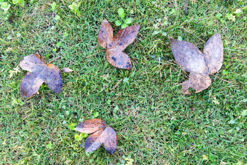 leaves on green grass in autumn