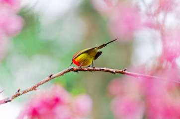 Aethopyga gouldiae on tree branch for eating nectar from pink cherry blossom