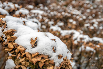Dried out hydrangea flower covered with snow