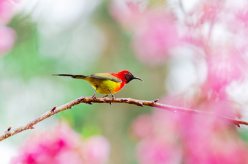 Aethopyga gouldiae on tree branch for eating nectar from pink cherry blossom
