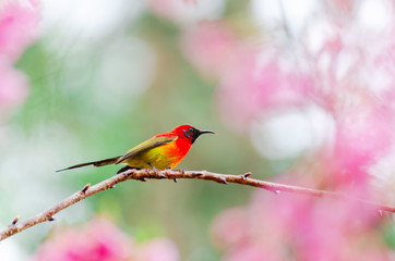 Aethopyga gouldiae on tree branch for eating nectar from pink cherry blossom