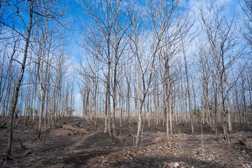forrest without leaf in dry season