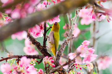 Japanese White-eye, Zosterops japonicus on tree branch for eating nectar from pink cherry blossom