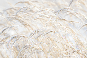 Grass branches frozen in the ice. Frozen grass branch in winter. Branch covered with snow.