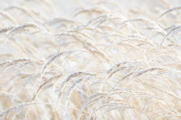Grass branches frozen in the ice. Frozen grass branch in winter. Branch covered with snow.