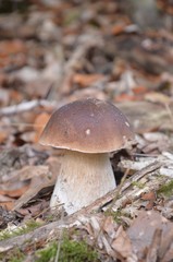 Cèpe de Bordeaux (Boletus edulis)