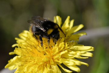 abeille