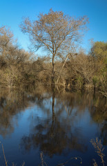 Madrona Marsh Preserve, Torrance, Los Angeles County, California
