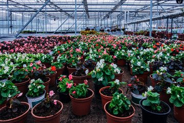 Fototapeta na wymiar Growing of begonia in plastic flower pots in greenhouse 