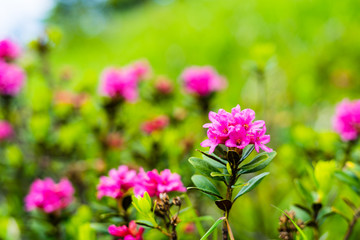 Rosa blühende Alpenrose