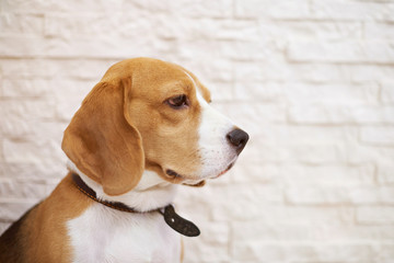 Profile portrait of beagle dog