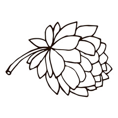 Cartoon doodle peony flower isolated on white background. Vector illustration.