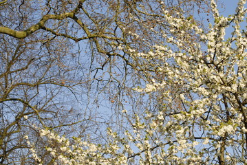springtime