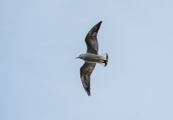Möwe am blauen Himmel mit offenen Flügel