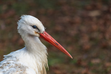 Storch Nahaufnahme
