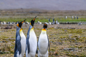 Fototapeta premium Three King Penguins at Fortuna Bay