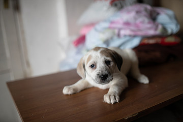 cute spotted puppy lying on the table