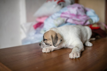 cute spotted puppy lying on the table