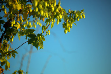 green leaves on blue sky