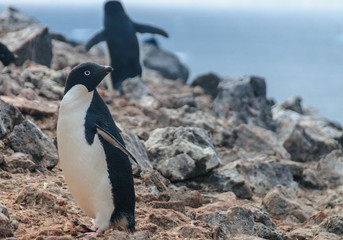 Obraz premium Adelie Penguins on Paulet Island