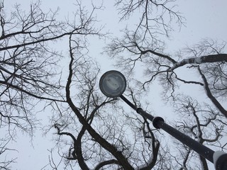 Dry tree branches against grey winter sky Dry tree branches and lamp silhouette on sky background. Photography