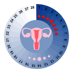 Menstrual cycle calendar vector illustration
