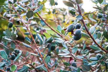 Fruit Feijoa are ripe and hang on a Bush
