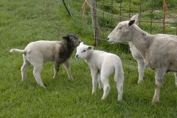 Mother sheep with her two lambs
