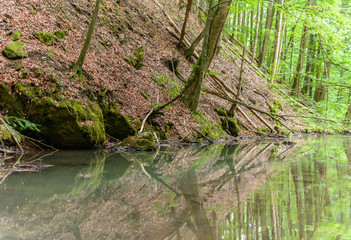 forest trees bent over the lake
