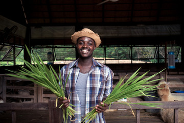 Smile African farmer man holding grass.